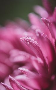 Preview wallpaper petals, drops, pink, flower, blur, macro