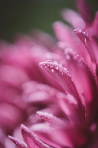 Preview wallpaper petals, drops, pink, flower, blur, macro