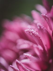 Preview wallpaper petals, drops, pink, flower, blur, macro