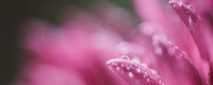 Preview wallpaper petals, drops, pink, flower, blur, macro