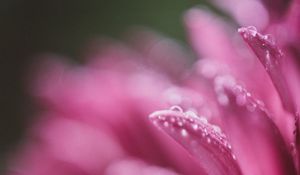 Preview wallpaper petals, drops, pink, flower, blur, macro