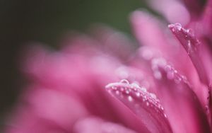 Preview wallpaper petals, drops, pink, flower, blur, macro