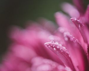 Preview wallpaper petals, drops, pink, flower, blur, macro