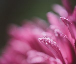 Preview wallpaper petals, drops, pink, flower, blur, macro