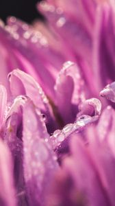 Preview wallpaper petals, drops, purple, macro
