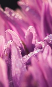 Preview wallpaper petals, drops, purple, macro