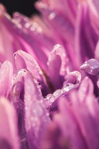 Preview wallpaper petals, drops, purple, macro