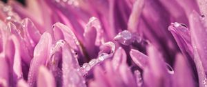 Preview wallpaper petals, drops, purple, macro