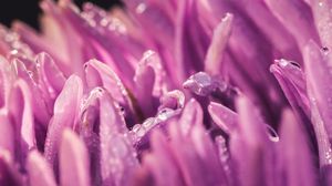 Preview wallpaper petals, drops, purple, macro