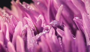 Preview wallpaper petals, drops, purple, macro