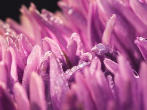 Preview wallpaper petals, drops, purple, macro