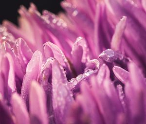 Preview wallpaper petals, drops, purple, macro