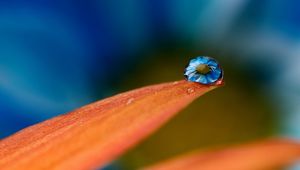 Preview wallpaper petals, drops, reflection, background