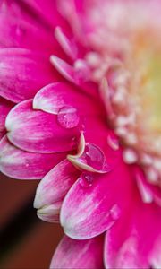 Preview wallpaper petals, drops, water, flower, blur, macro