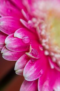 Preview wallpaper petals, drops, water, flower, blur, macro