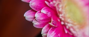 Preview wallpaper petals, drops, water, flower, blur, macro