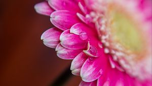 Preview wallpaper petals, drops, water, flower, blur, macro