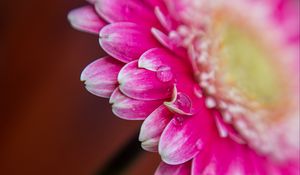 Preview wallpaper petals, drops, water, flower, blur, macro