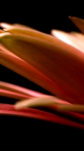 Preview wallpaper petals, flower, black background