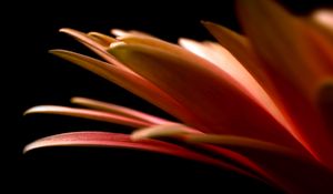 Preview wallpaper petals, flower, black background