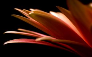 Preview wallpaper petals, flower, black background