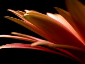 Preview wallpaper petals, flower, black background