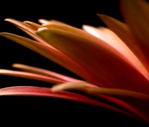 Preview wallpaper petals, flower, black background