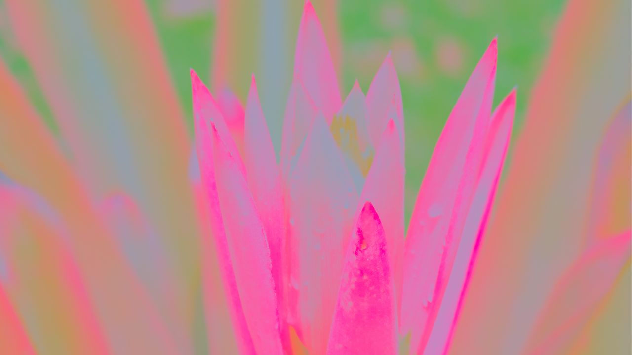 Wallpaper petals, flower, blur, pink
