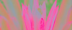 Preview wallpaper petals, flower, blur, pink