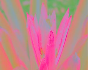 Preview wallpaper petals, flower, blur, pink