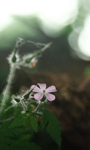 Preview wallpaper petals, flower, blur, nature