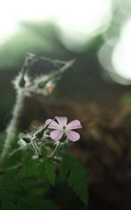 Preview wallpaper petals, flower, blur, nature