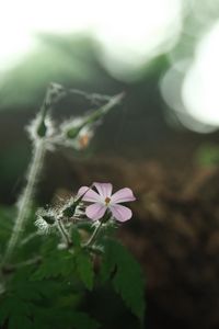 Preview wallpaper petals, flower, blur, nature