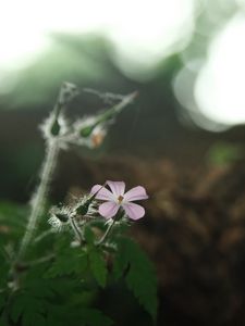 Preview wallpaper petals, flower, blur, nature