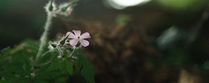 Preview wallpaper petals, flower, blur, nature