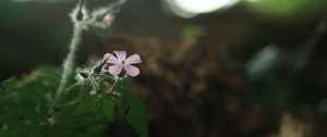 Preview wallpaper petals, flower, blur, nature