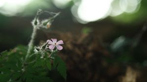 Preview wallpaper petals, flower, blur, nature