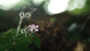 Preview wallpaper petals, flower, blur, nature