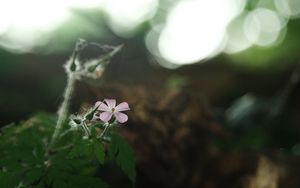 Preview wallpaper petals, flower, blur, nature