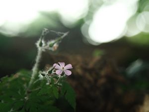 Preview wallpaper petals, flower, blur, nature