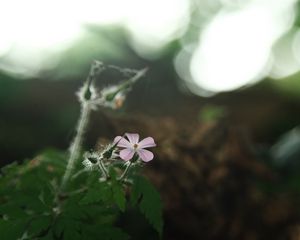 Preview wallpaper petals, flower, blur, nature