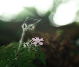 Preview wallpaper petals, flower, blur, nature