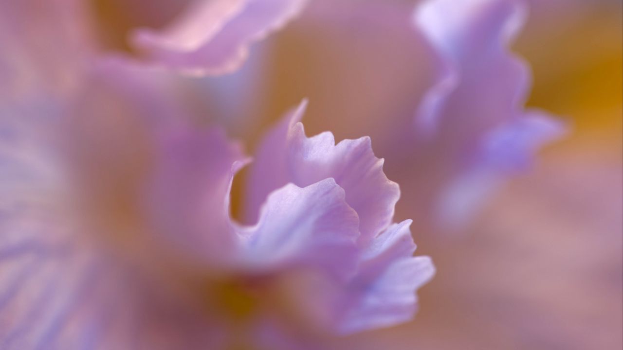 Wallpaper petals, flower, blur