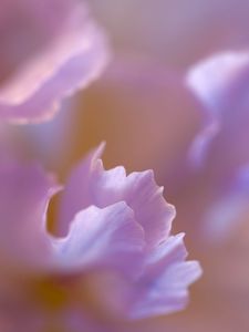 Preview wallpaper petals, flower, blur