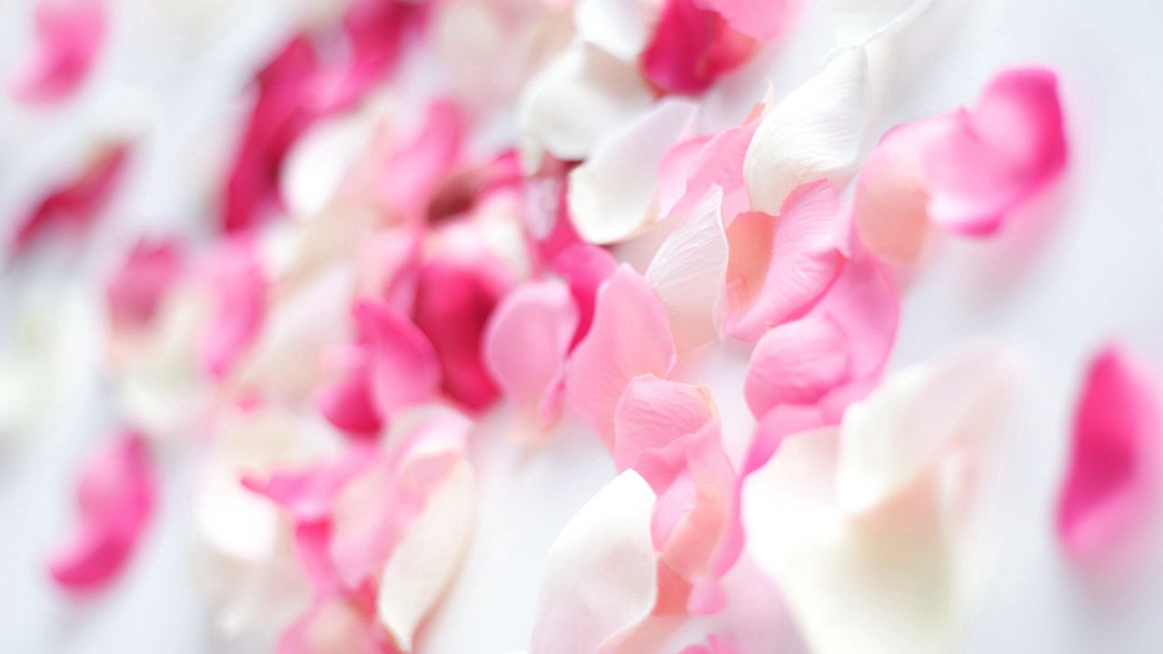 Wallpaper petals, flower, bright