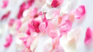 Preview wallpaper petals, flower, bright