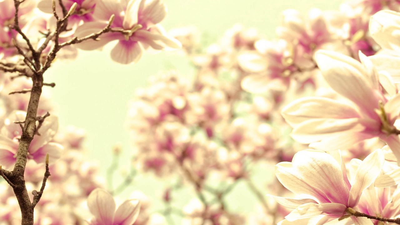 Wallpaper petals, flower, bright