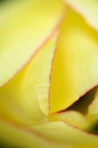 Preview wallpaper petals, flower, bud, light