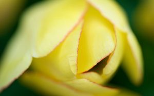 Preview wallpaper petals, flower, bud, light