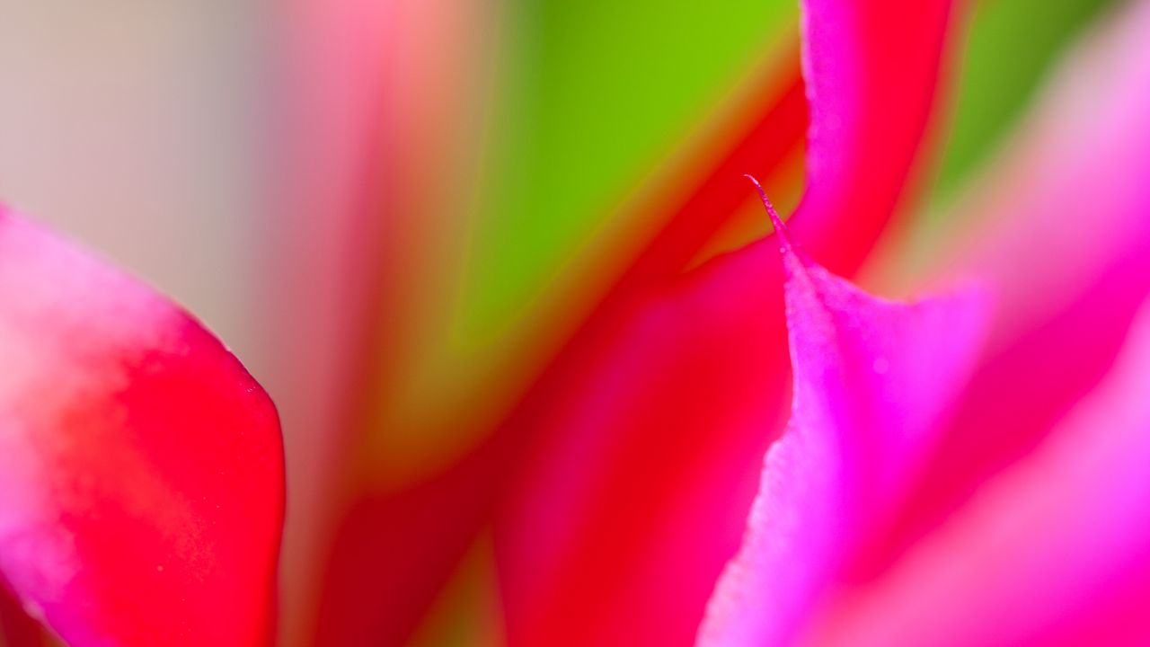 Wallpaper petals, flower, cactus, pink, macro